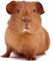 guinea pig