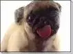 doggie