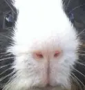Happy Guinea Pig