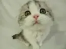 Kitten