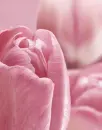 rose pink