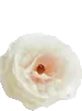 SPRING FLOWER