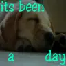 doggie!