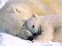 a cool polar bear pic.