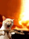 crazy cat killer