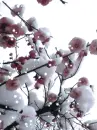 cherry blossom in winter