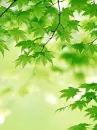 tree leaves