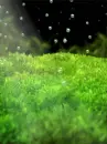 natural bubbles