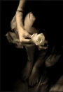 white rose