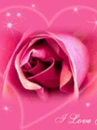 cute kawaii pink love rose