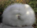 cat or rabbit?