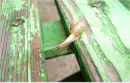  snail