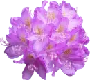 Purple Floral Bunch