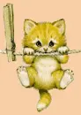 cute cat