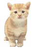  	cute cat