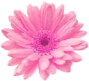 Pink Flower