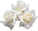 white flower