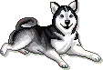 Husky