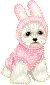 Bunny Puppy