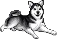 Husky