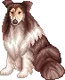 Collie