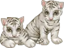 White Tiger Cubs