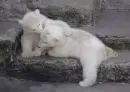 polar bears