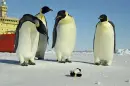 Penguins