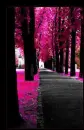 pink trees