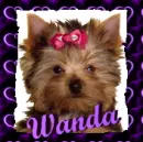 WANDA