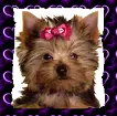 YORKIE