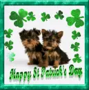 HAPPY ST PATRICKS DAY