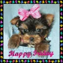 YORKIE