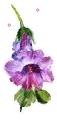 purple flower