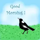 Good morning Magpie