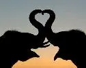 elephant heart