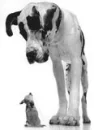 im big you small