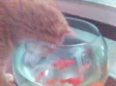Cat & Fishes
