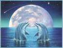 Dolphins Love
