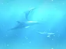 Dolphins Light Background