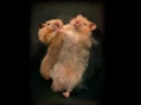 dancing hamsters