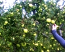 Apple Picking