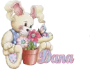 BunnyflwerbutrflyDana