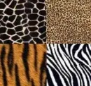 animal print