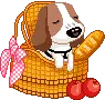 cute puppy