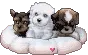 puppies