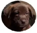 cutes dog ever