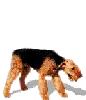 Terrier