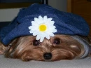 yorkie yorkshire