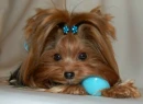 yorkie yorkshire dog puppy